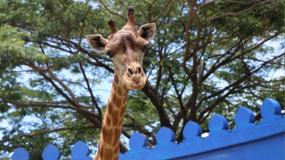 GIRAFFE