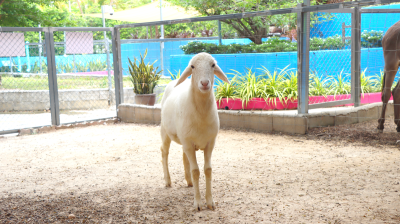 DORPER SHEEP