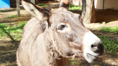 MINIATURE DONKEY