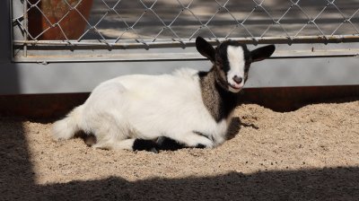 AMERICAN PYGMY MINIATURE GOAT