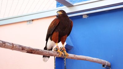 HARRIS’S HAWK