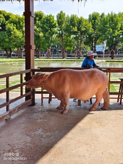 กิจกรรมท่องเที่ยวและงานเลี้ยงสังสรรค์ประจำปี 2567 "Teams build dreams"