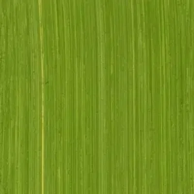 Michael Harding Oil Paint : 412 Cadmium Green