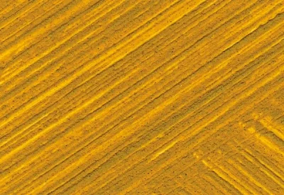 Williamsburg Oil Paints : Italian Yellow Ochre