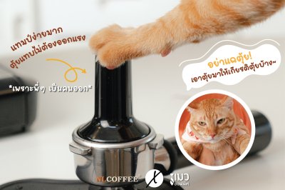 NLCOFFEE X แมวออฟฟิศ 