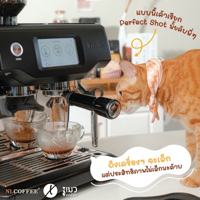 NLCOFFEE X แมวออฟฟิศ 