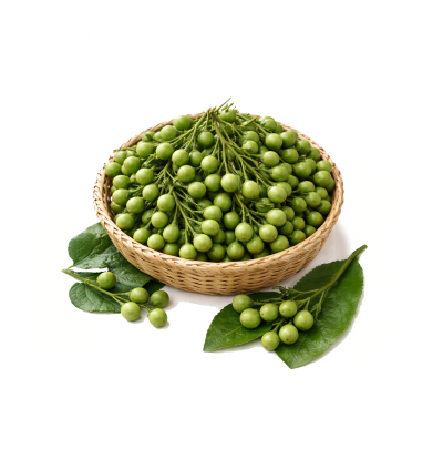 มะเขือพวง