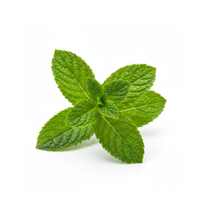 ใบสะระแหน่