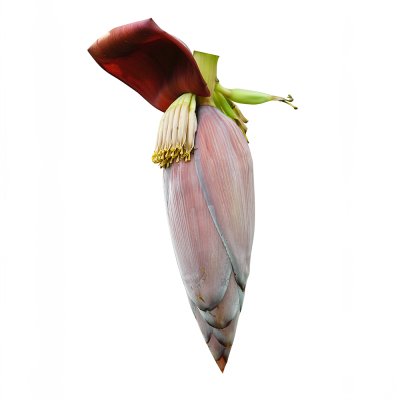 Banana Flower Banana Flower