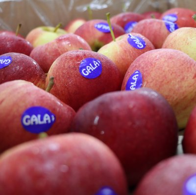 Gala Apples from Poland