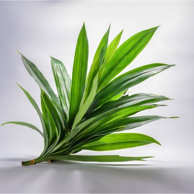 Pandan Leaf