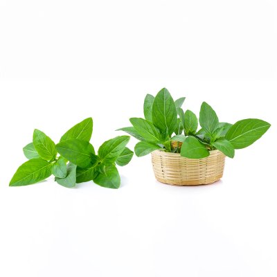 Sweet Basil