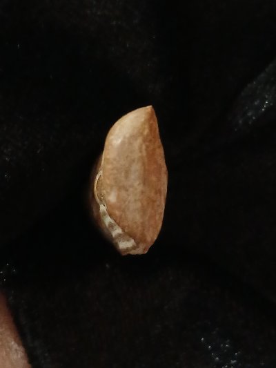 วัดท่าช้าง สุพรรณบุรี