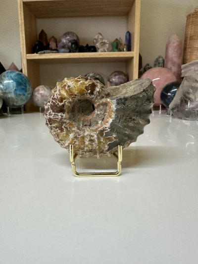 Ammonite Fossil