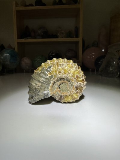 Ammonite Fossil