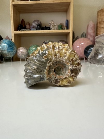 Ammonite Fossil