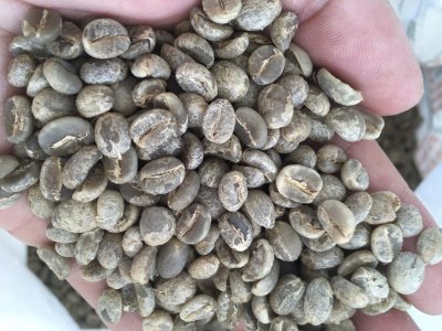 Arabica Green Beans (Bulk)