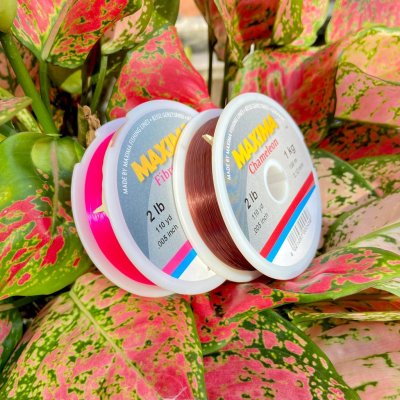 สายเอ็น Maxima  The Line Company