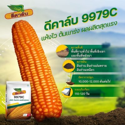 เมล็ดพันธุ์ข้าวโพดดีคาล์บ 9979C 3หุน, 3.5 หุน 10 กิโลกรัม