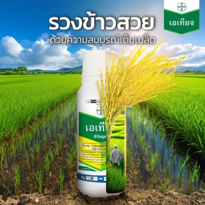 เอเทียจ ตรา Bayer (ไบเออร์) ไตรฟลอกซีสโตรบิน + ทีบูโคนาโซล ขนาด 500cc