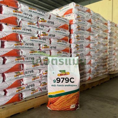 เมล็ดพันธุ์ข้าวโพดดีคาล์บ 9979C 3หุน, 3.5 หุน 10 กิโลกรัม