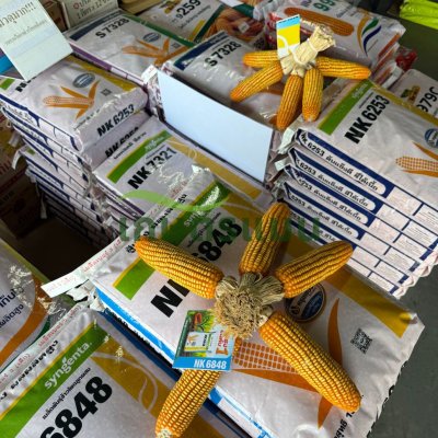 ข้าวโพดเลี้ยงสัตว์ เอ็นเค 6848 (NK6848) 3.5 หุน 10 กก สู้แล้ง ผลผลิตสูง
