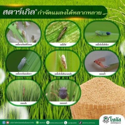 สตาร์เกิล ไดโนทีฟูแรน 10% WP บรรจุ 100 กรัม