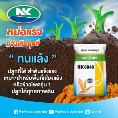 ข้าวโพดเลี้ยงสัตว์ เอ็นเค 6848 (NK6848) 3.5 หุน 10 กก สู้แล้ง ผลผลิตสูง