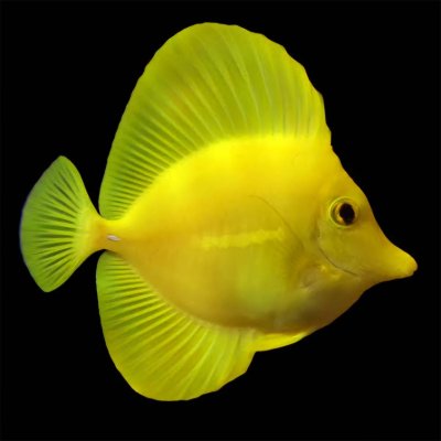 Yellow Tank Fish