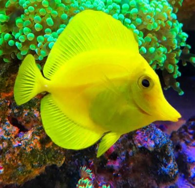 Yellow Tank Fish