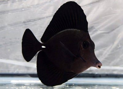 Black Longnose Tank Fish