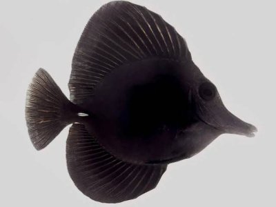 Black Longnose Tank Fish