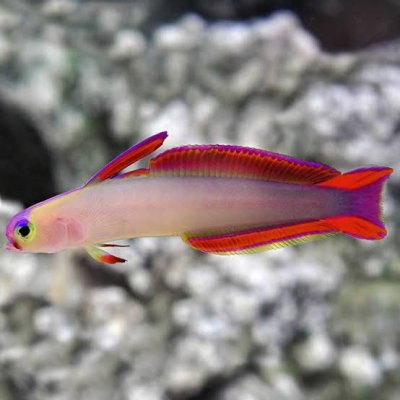 Firefish Goby