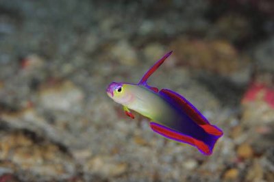 Firefish Goby