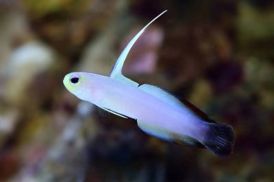 Firefish Goby