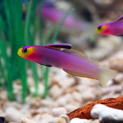 Firefish Goby