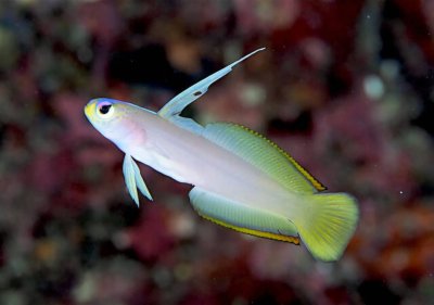 Firefish Goby