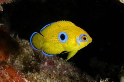 Lemonpeel Angelfish