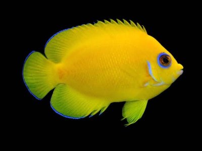 Lemonpeel Angelfish