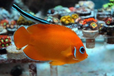 Orangepeel Angelfish