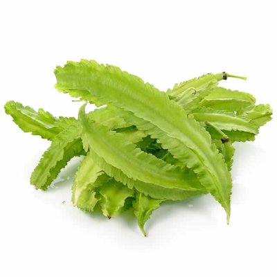 Wing-bean