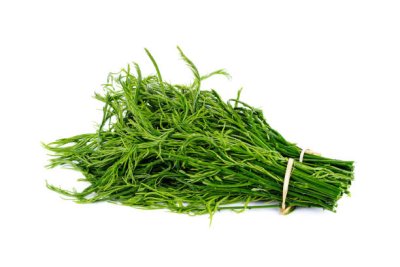ACACIA