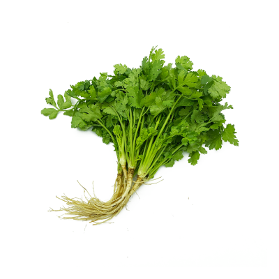 CORIANDER