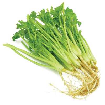 CORAINDER ROOT