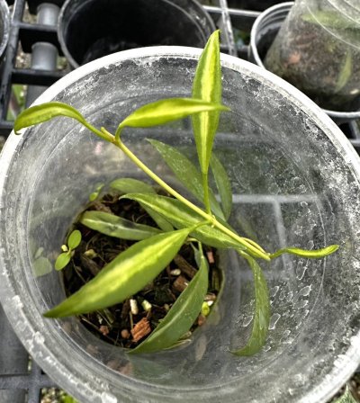 Hoya tsangii (Variegata)