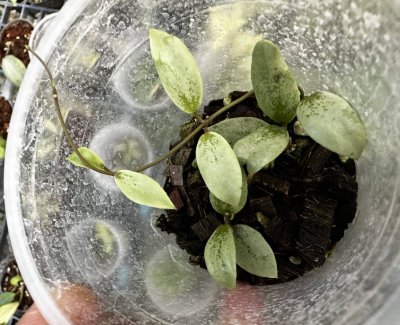 Hoya sp. kalimantan (Mini Coin Silver)