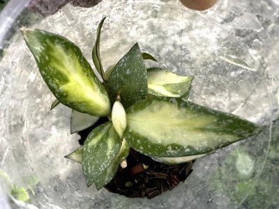 Hoya nabawanensis (Variegata)
