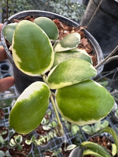 Hoya Incurvular (Albomarginata)