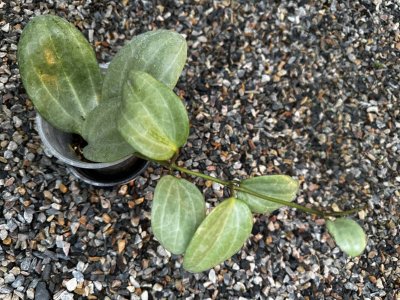 Hoya latifolia silver