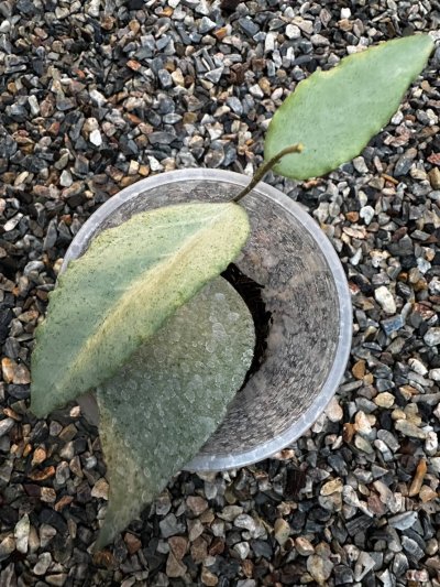 Hoya caudata silver